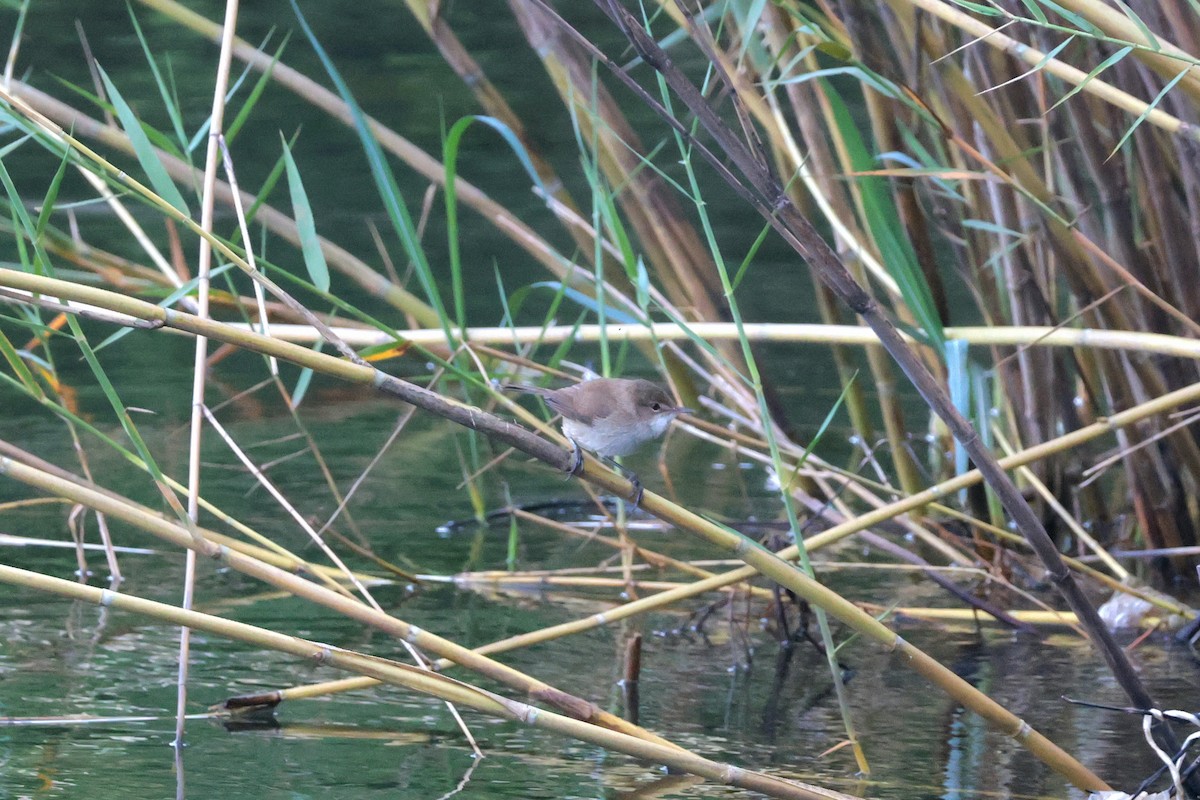 dunkjevlesanger - ML644509582