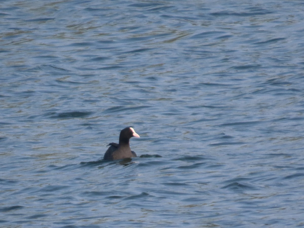 オオバン - ML644509583