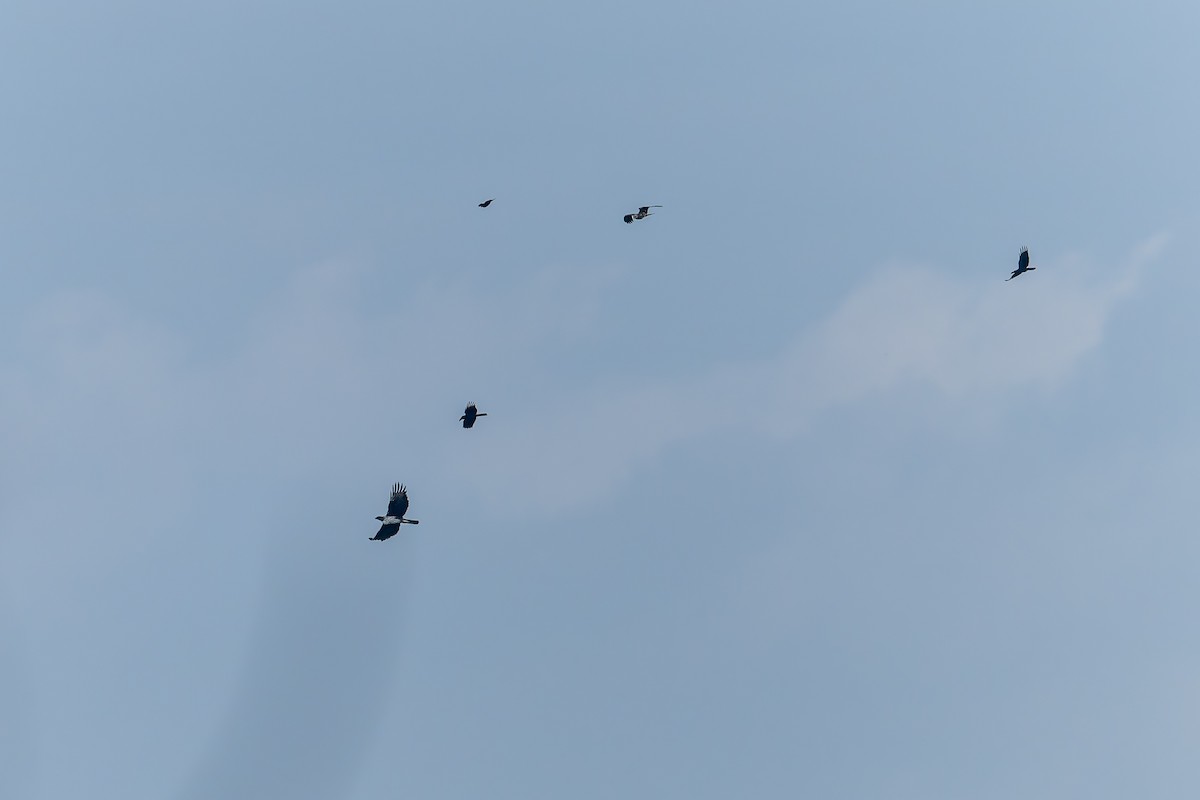 白腹鵰 - ML644509584