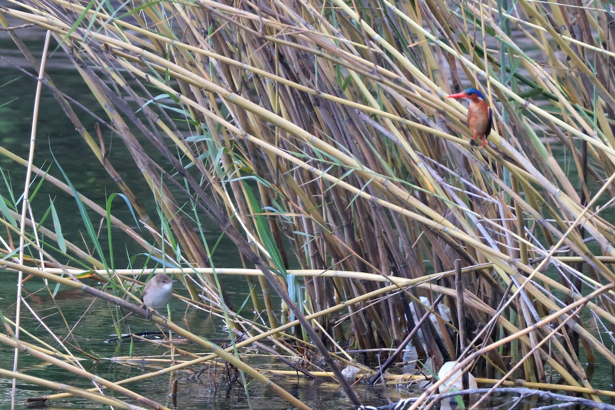 dunkjevlesanger - ML644509587