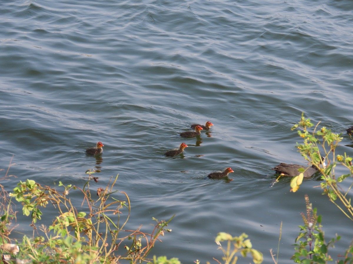 オオバン - ML644509589