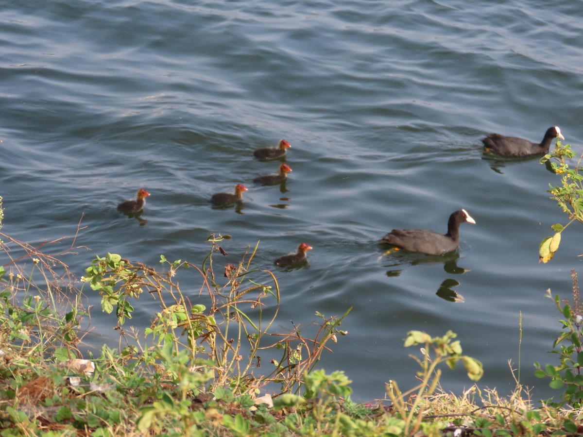 オオバン - ML644509590