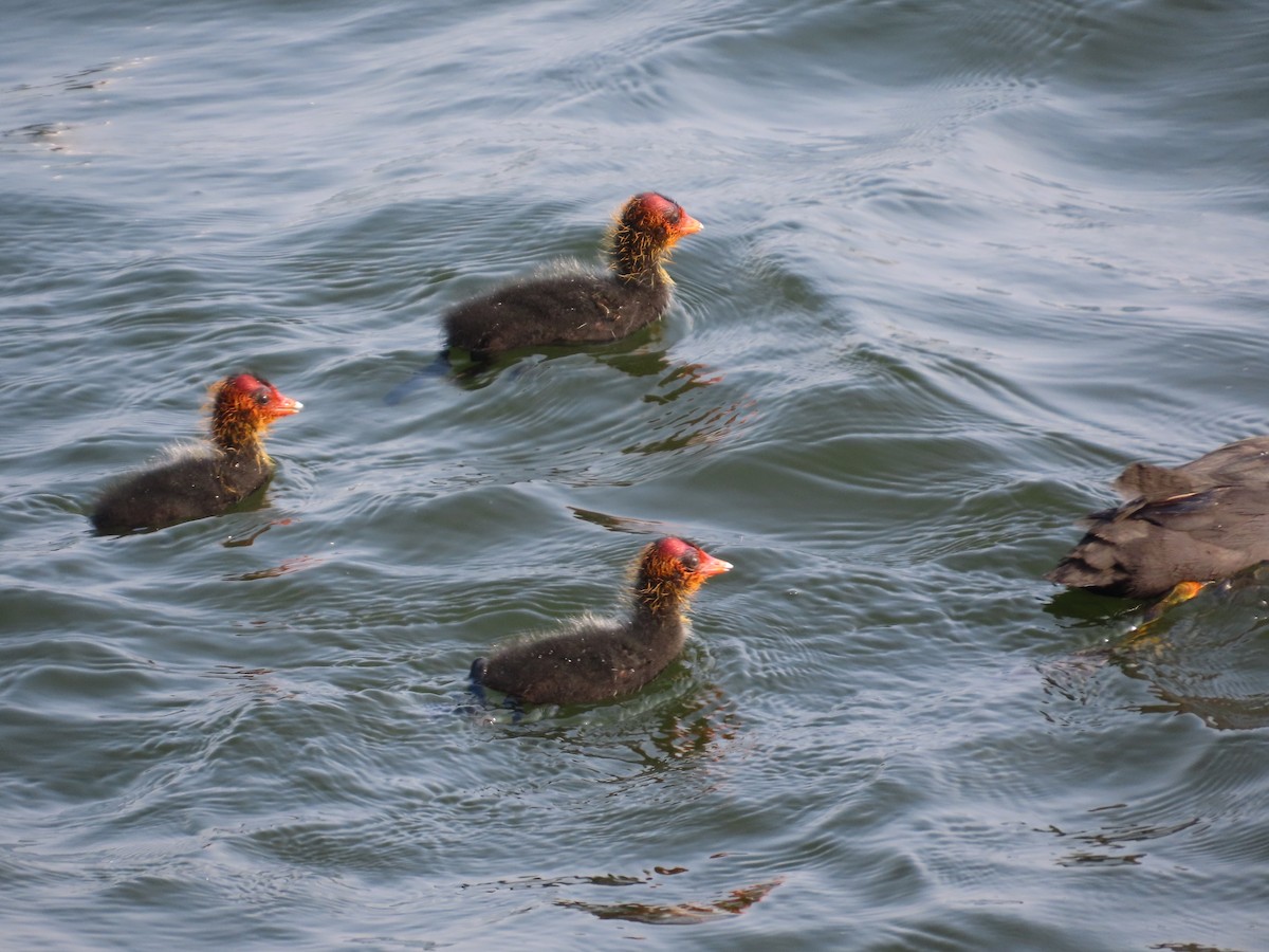 オオバン - ML644509591