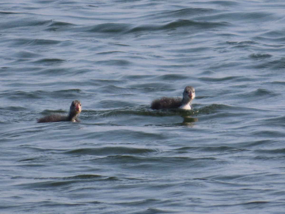 オオバン - ML644509595