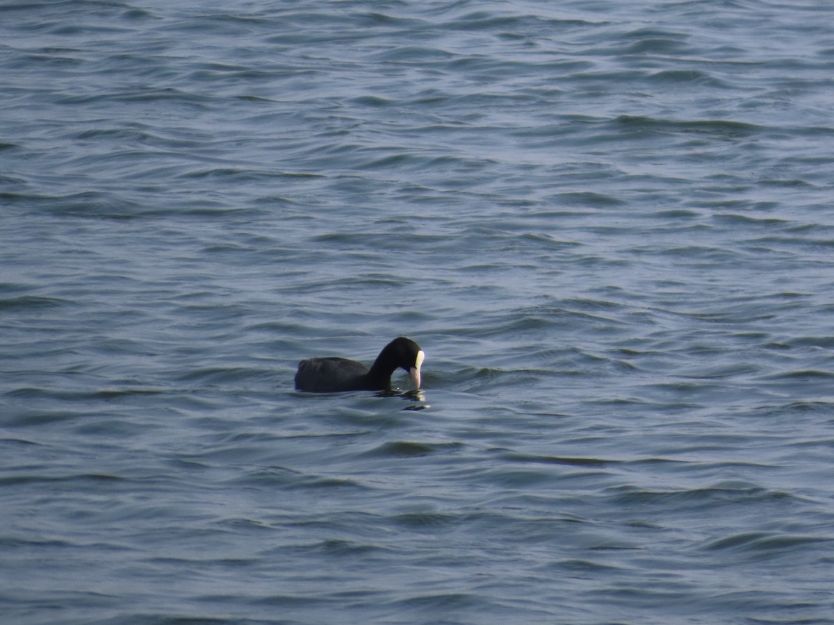 オオバン - ML644509596