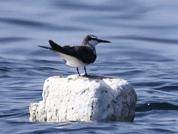 マミジロアジサシ - ML644509598