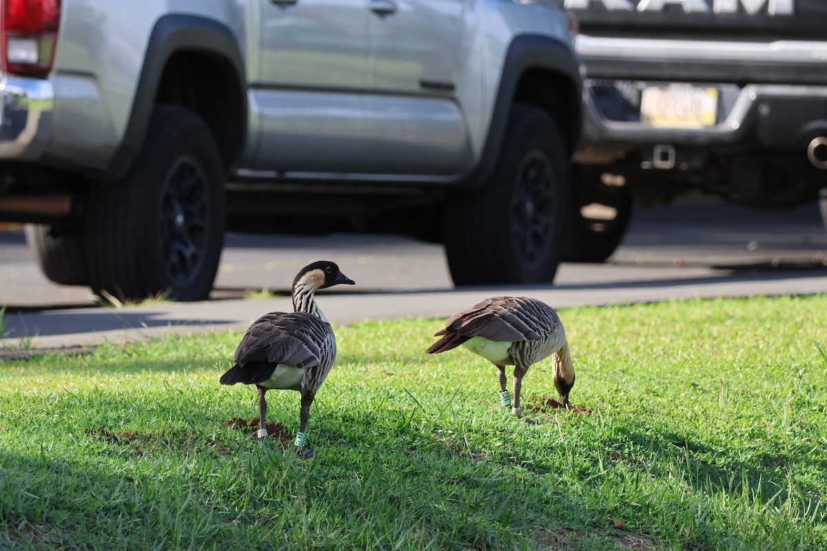 Гавайская казарка - ML644509599