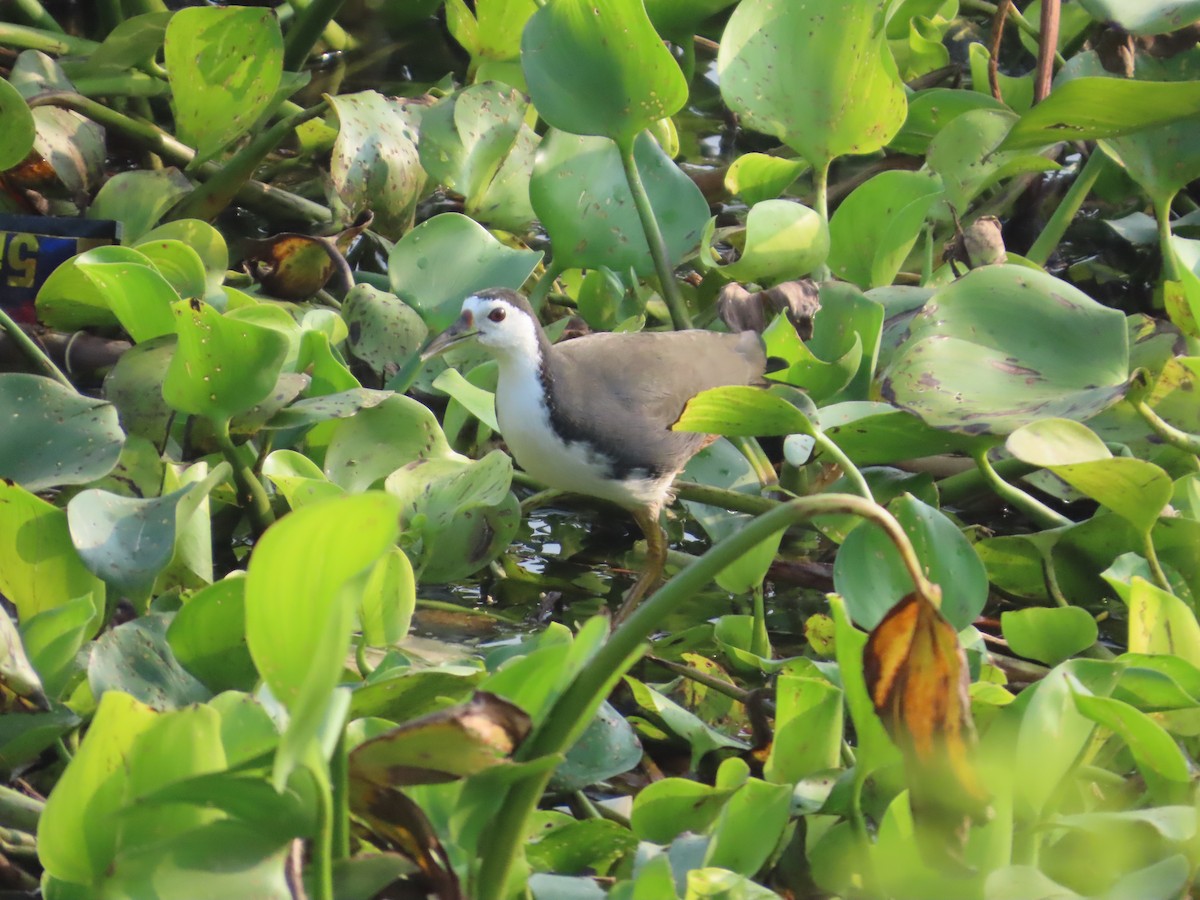 シロハラクイナ - ML644509601