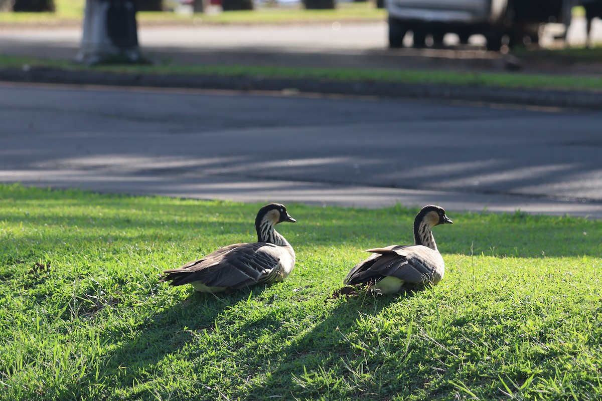 Гавайская казарка - ML644509610