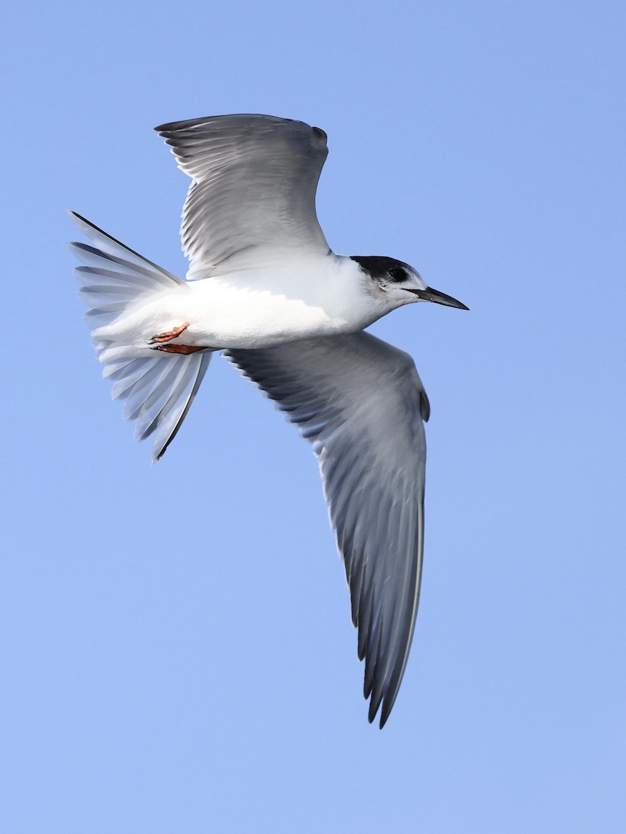 שחפית ים - ML644509611