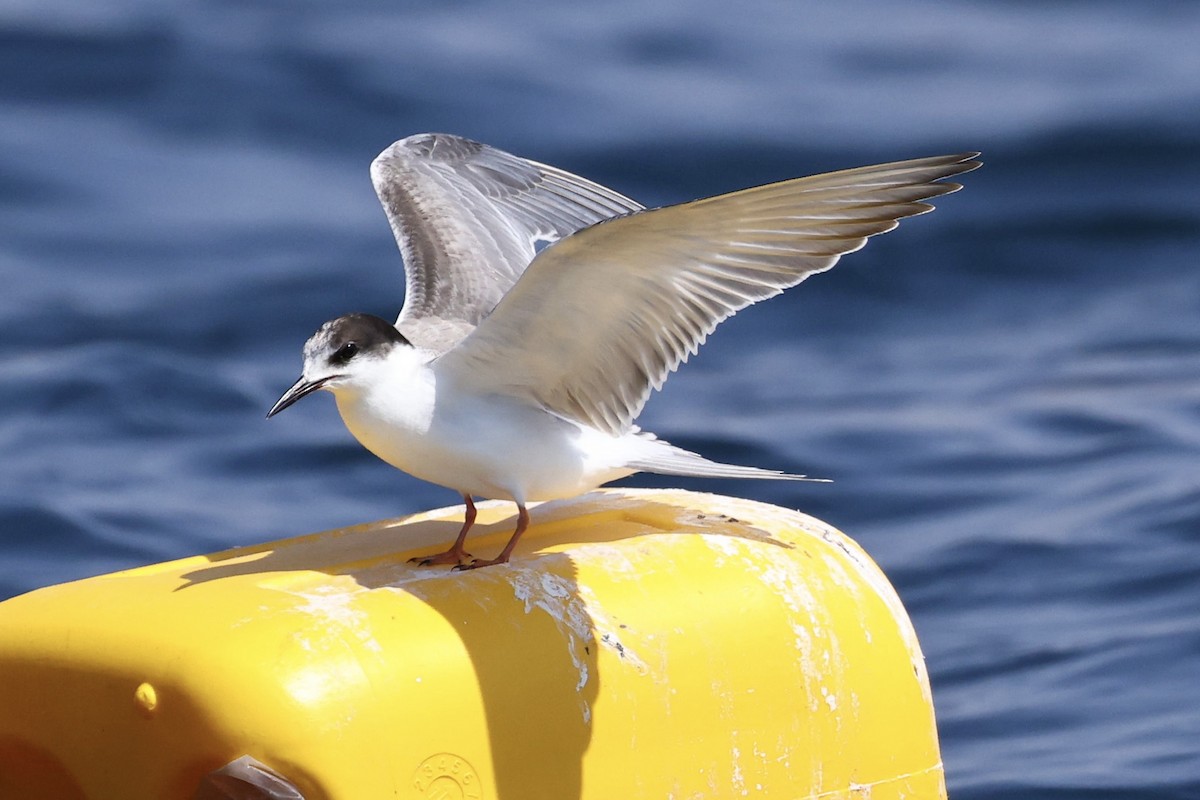 שחפית ים - ML644509612