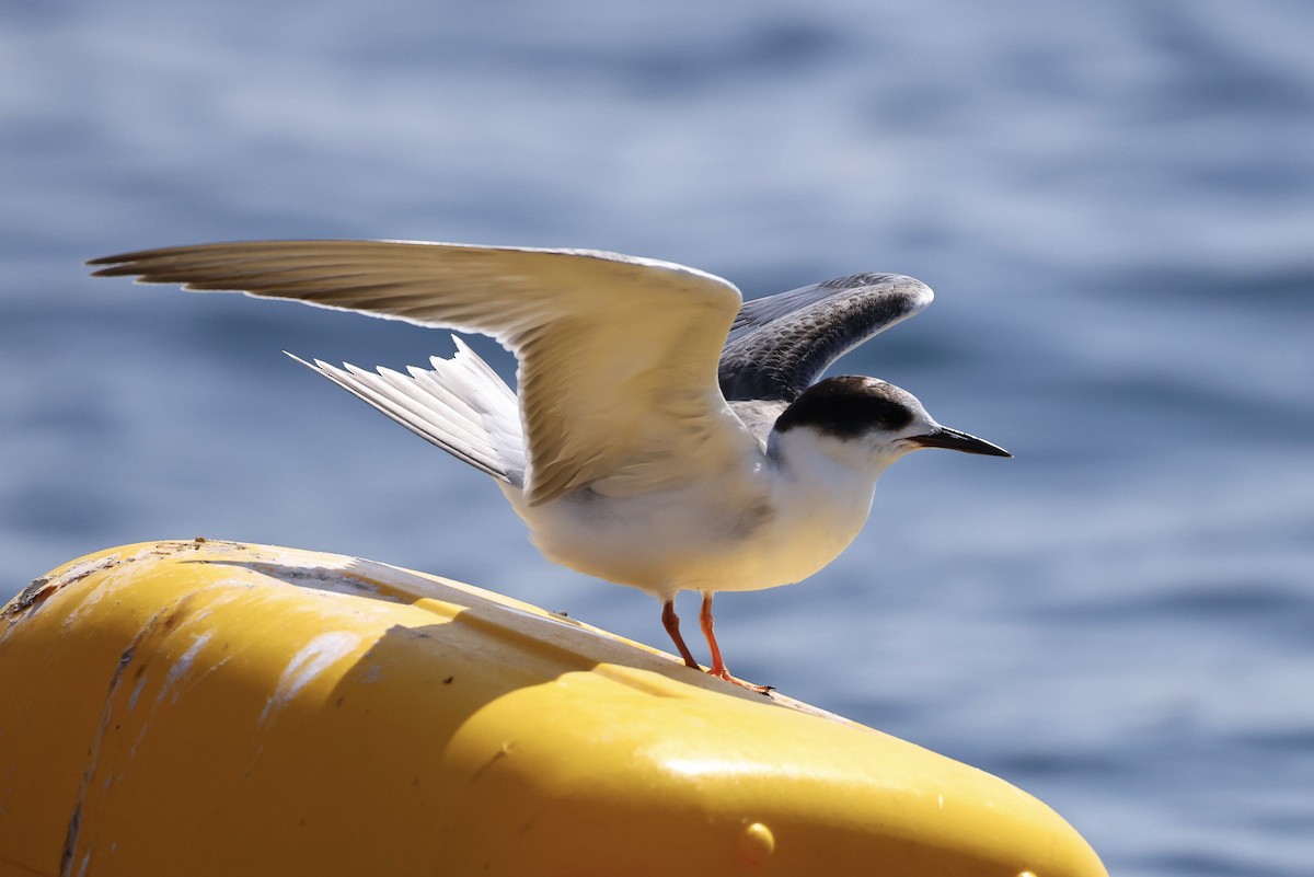 שחפית ים - ML644509613