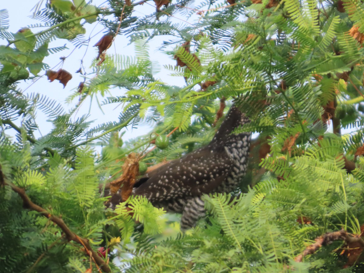 オニカッコウ - ML644509615