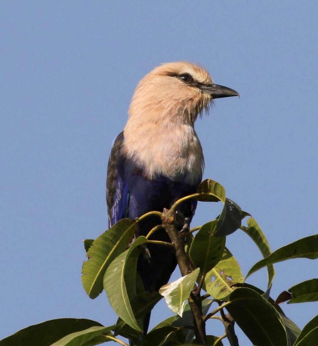 アオハラニシブッポウソウ - ML644509630