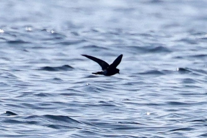 アシナガウミツバメ - ML644509632