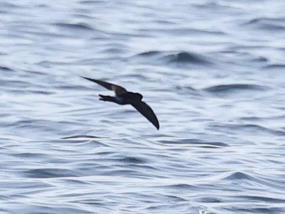 アシナガウミツバメ - ML644509633