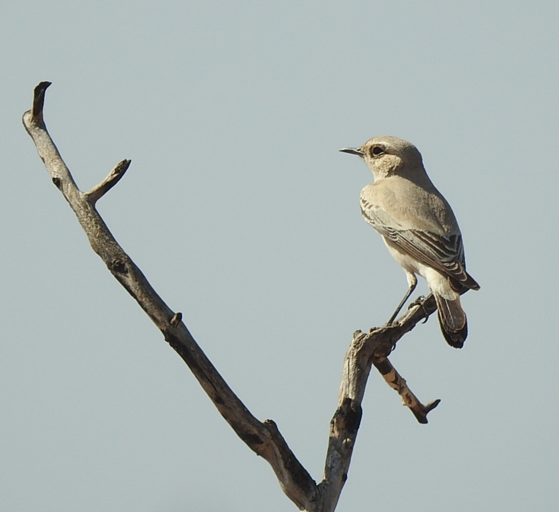 イナバヒタキ - ML644509634