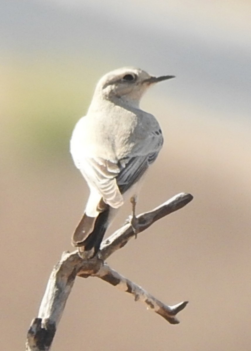 イナバヒタキ - ML644509635