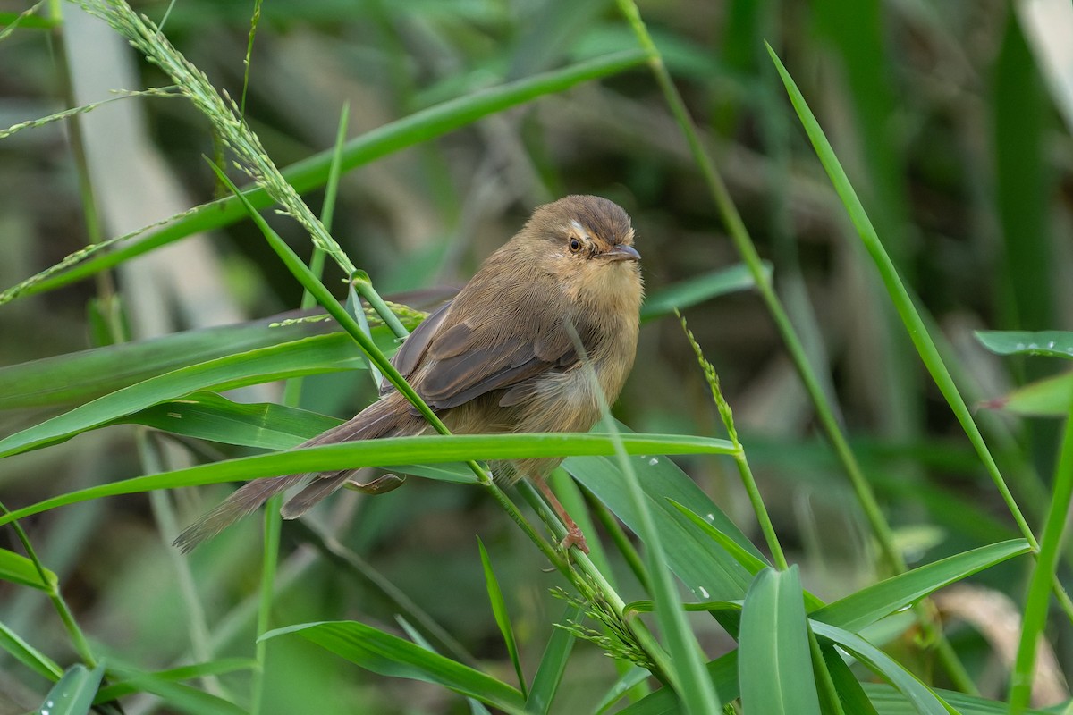 アジアマミハウチワドリ - ML644509636