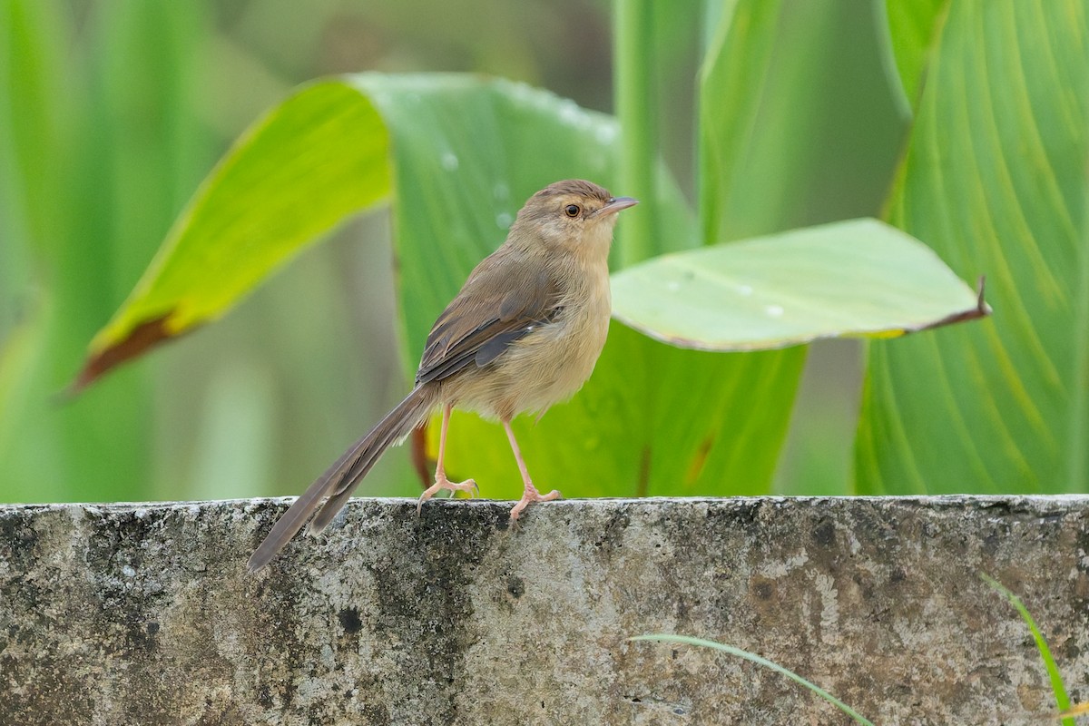 アジアマミハウチワドリ - ML644509637