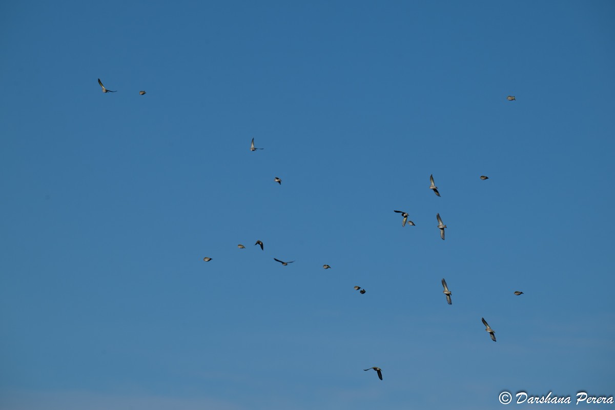 マツノキヒワ - ML644509643