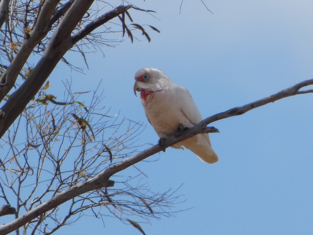 テンジクバタン - ML644509644