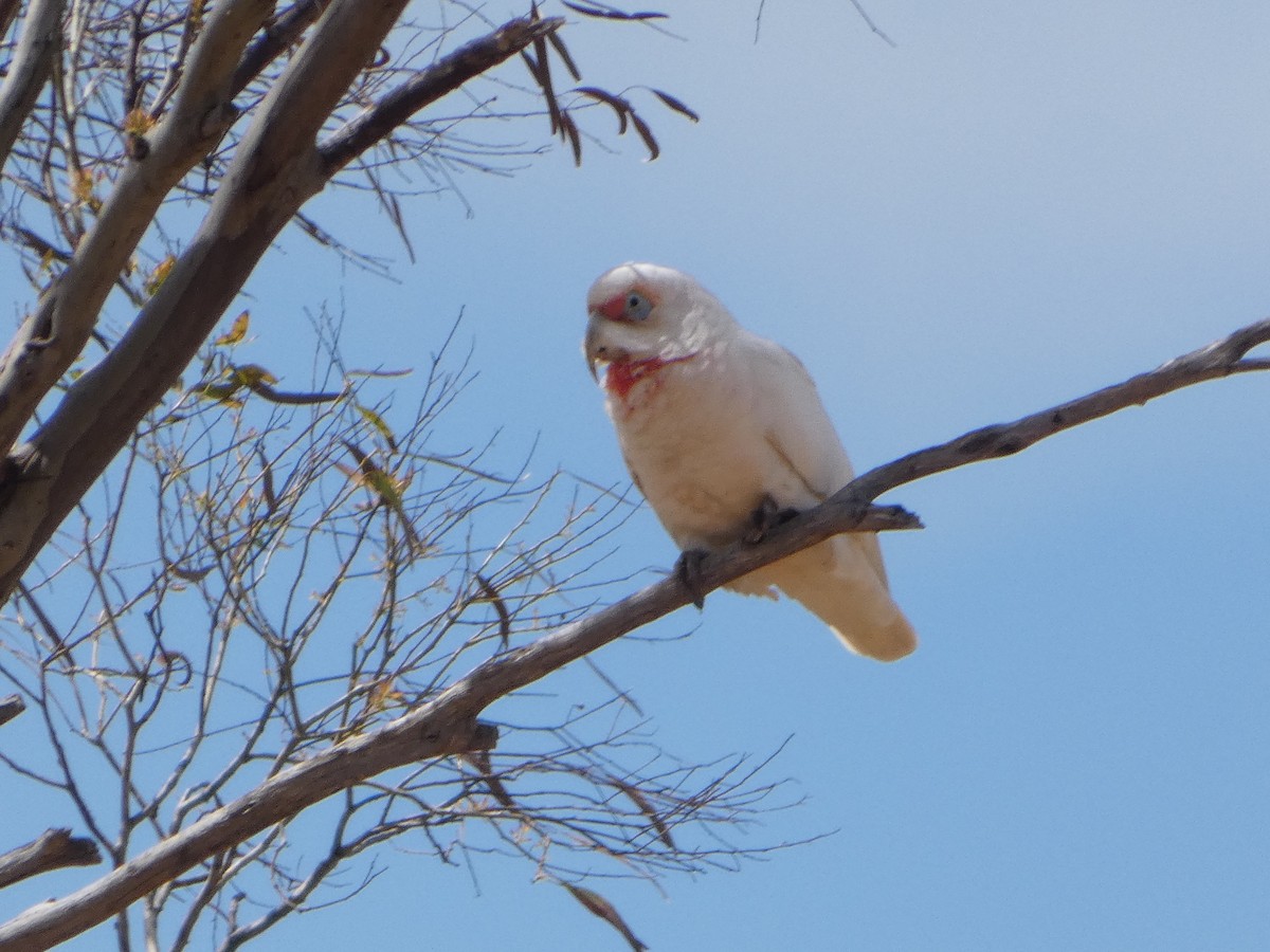 テンジクバタン - ML644509645