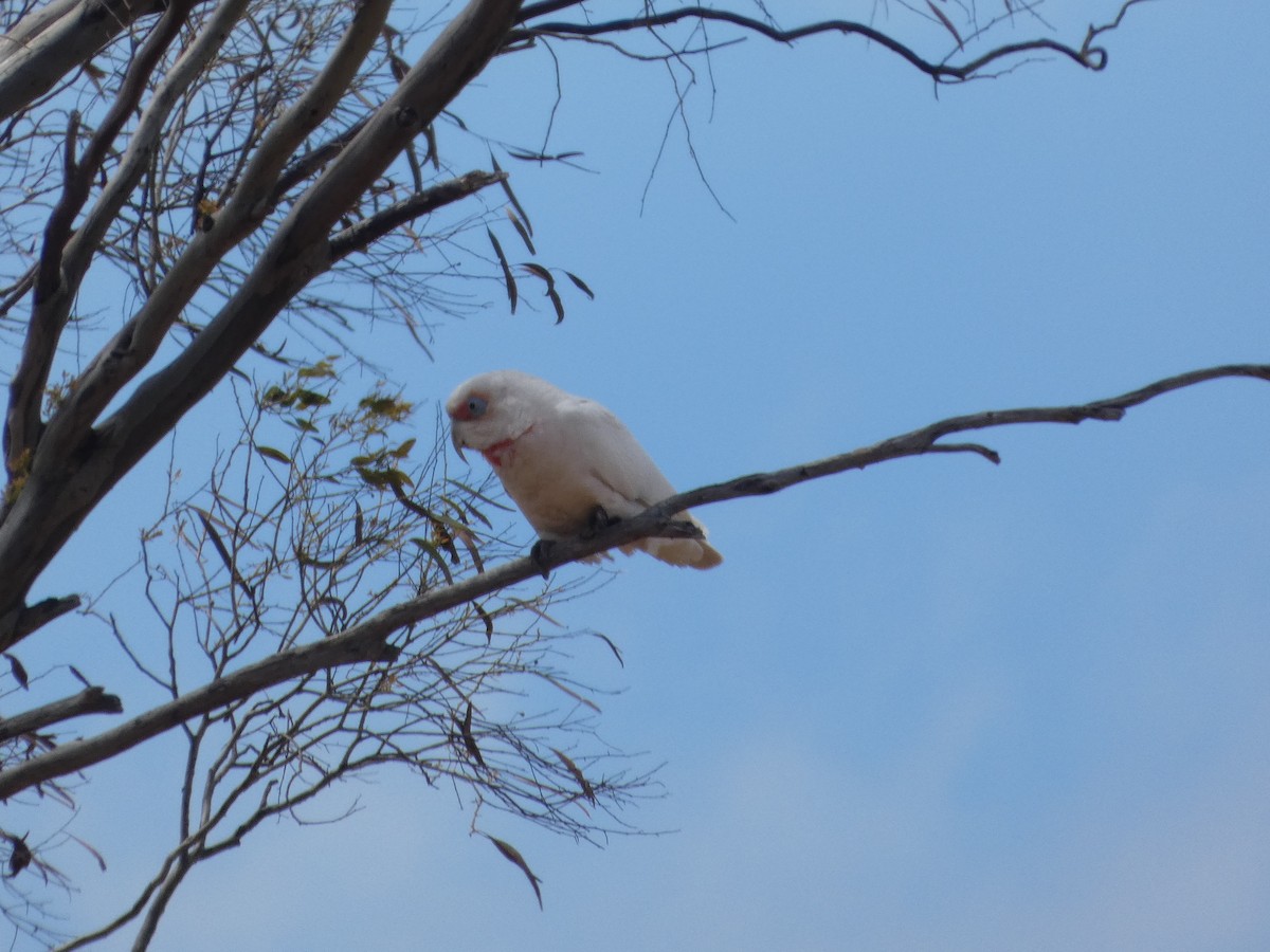 テンジクバタン - ML644509646