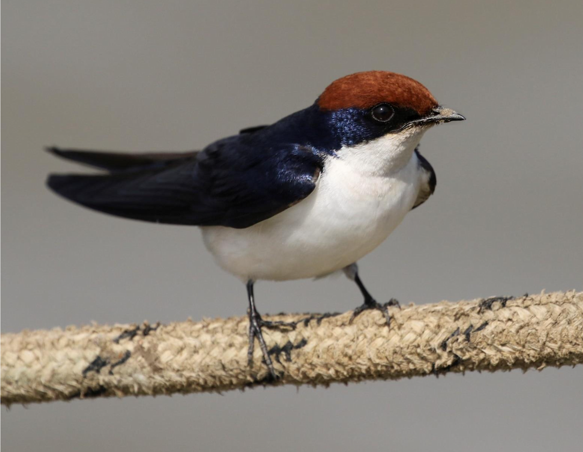 ハリオツバメ - ML644509647