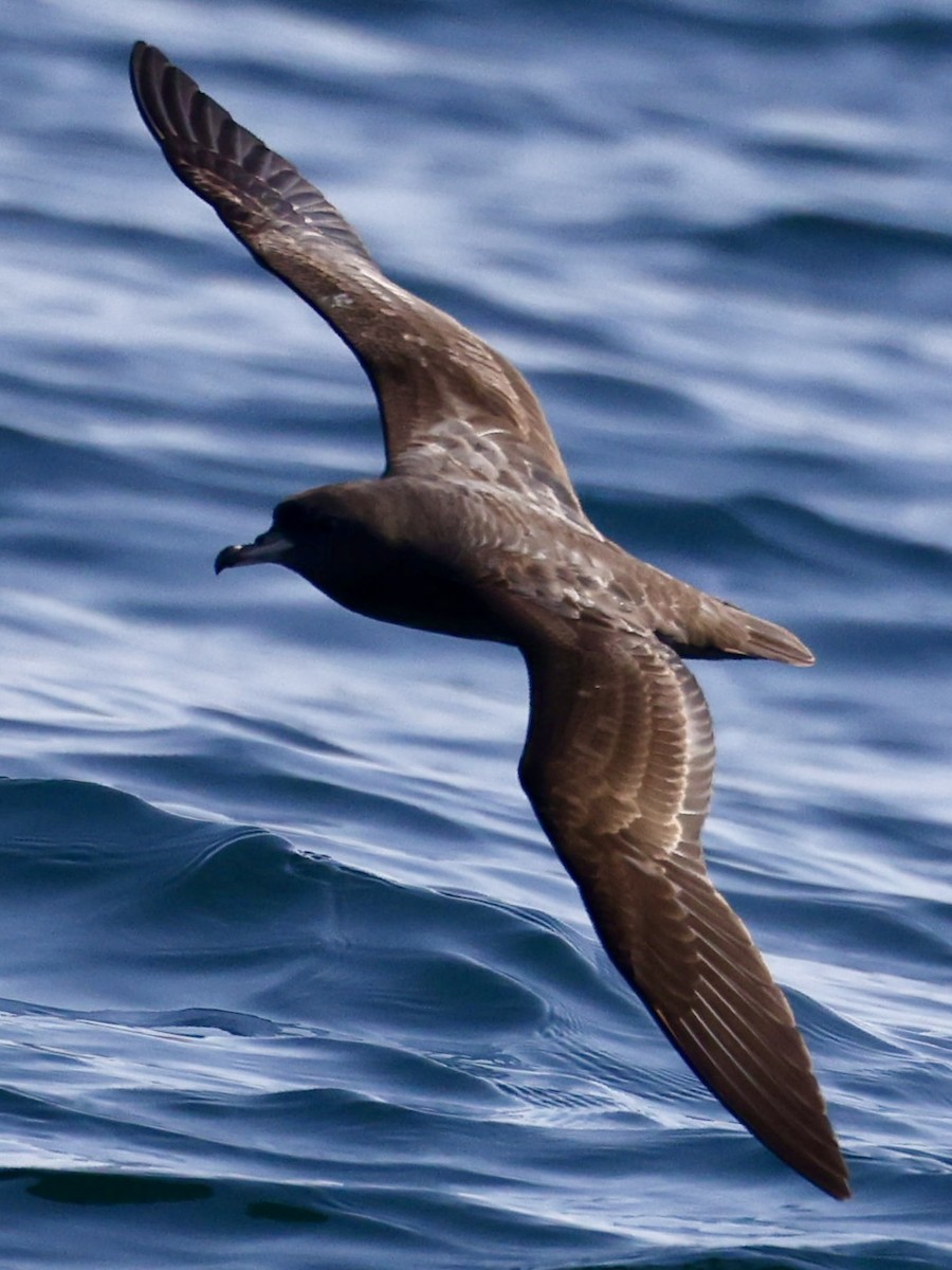 アカアシミズナギドリ - ML644509648