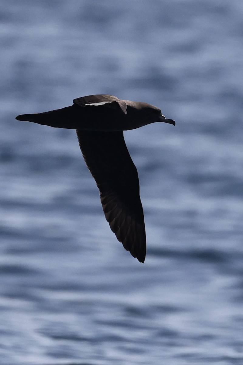 アカアシミズナギドリ - ML644509649