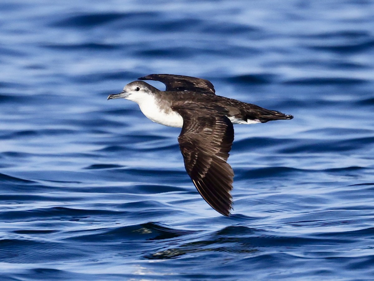 ペルシアミズナギドリ - ML644509650