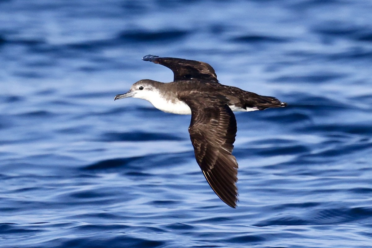 ペルシアミズナギドリ - ML644509651