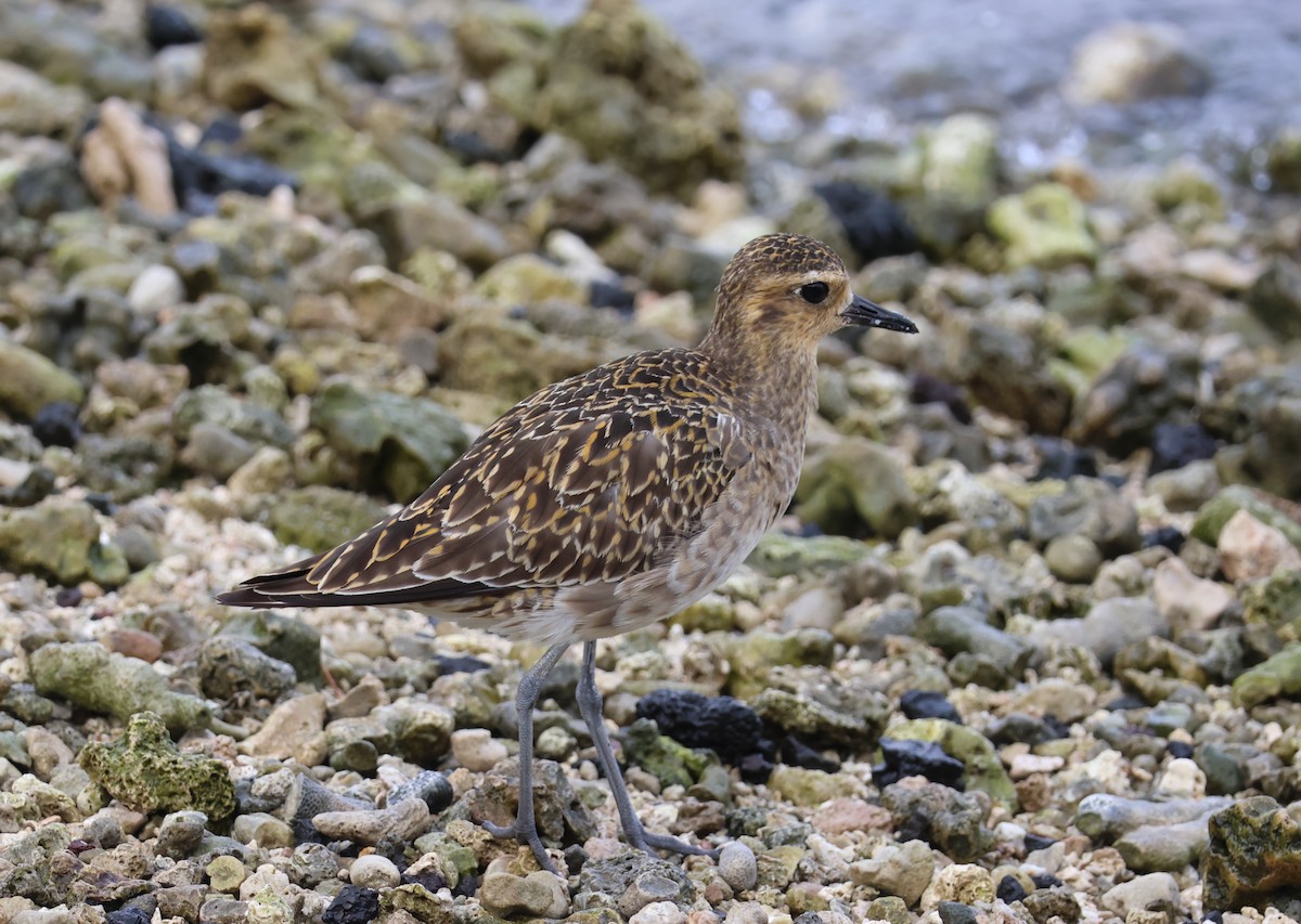 ムナグロ - ML644509652