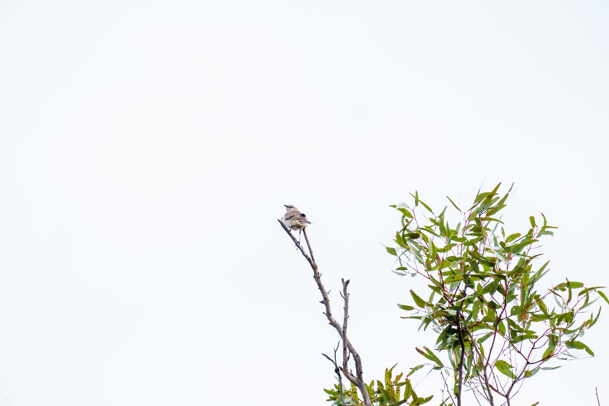 コシアカヒバリモドキ - ML644509654