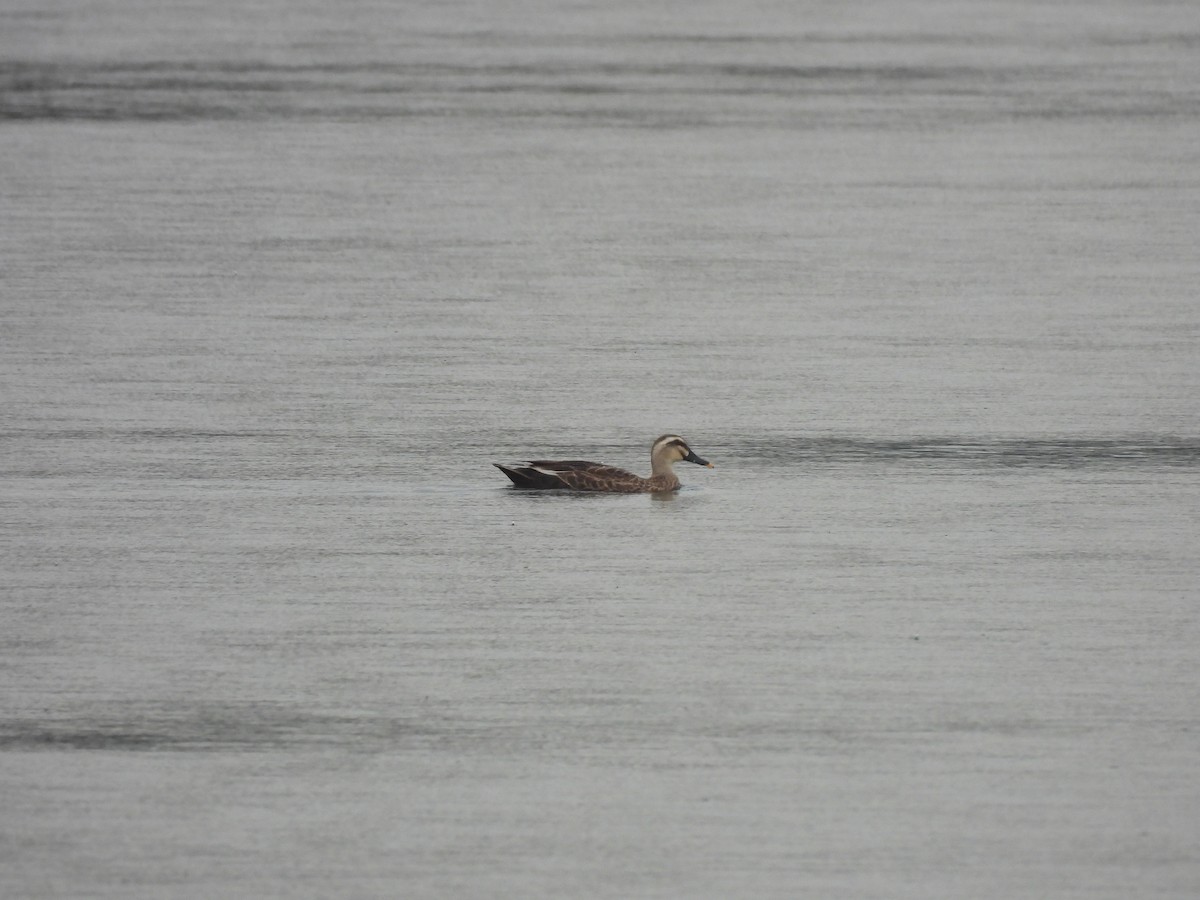 カルガモ - ML644509655