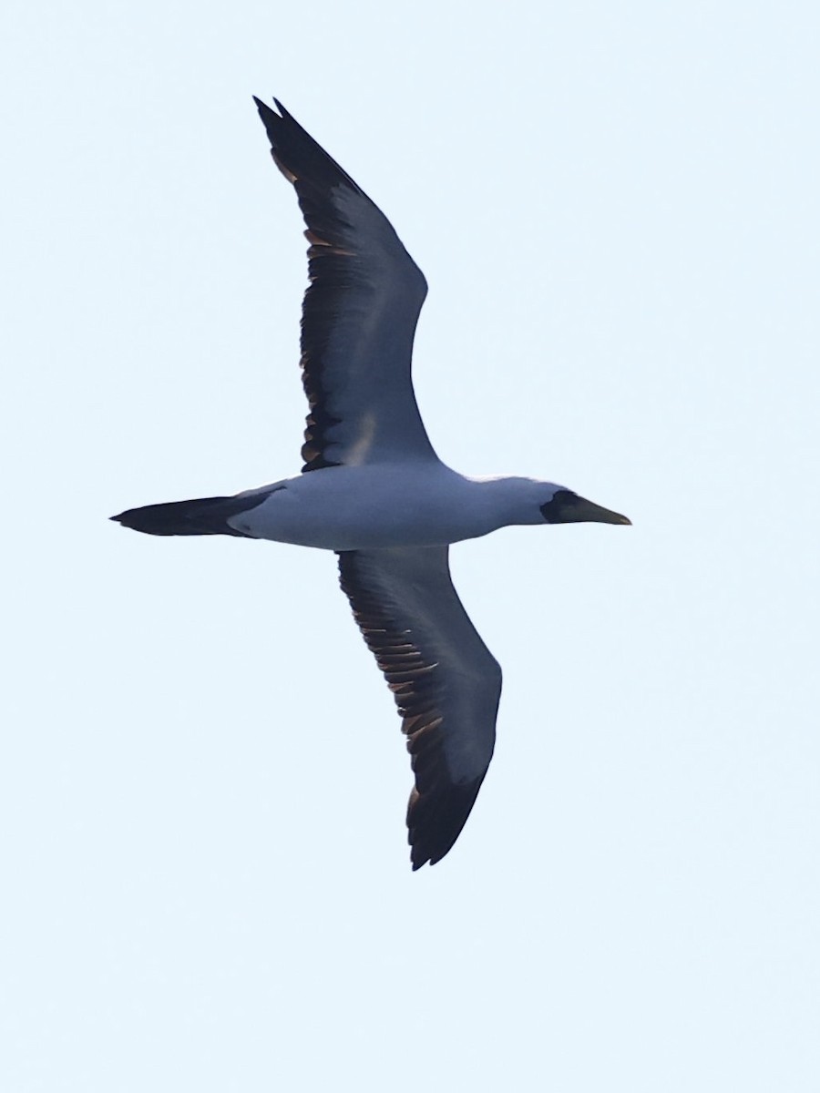 Сула жовтодзьоба - ML644509659