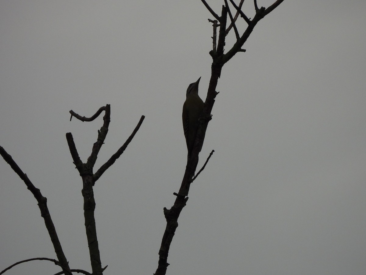 Pic cendré - ML644509660