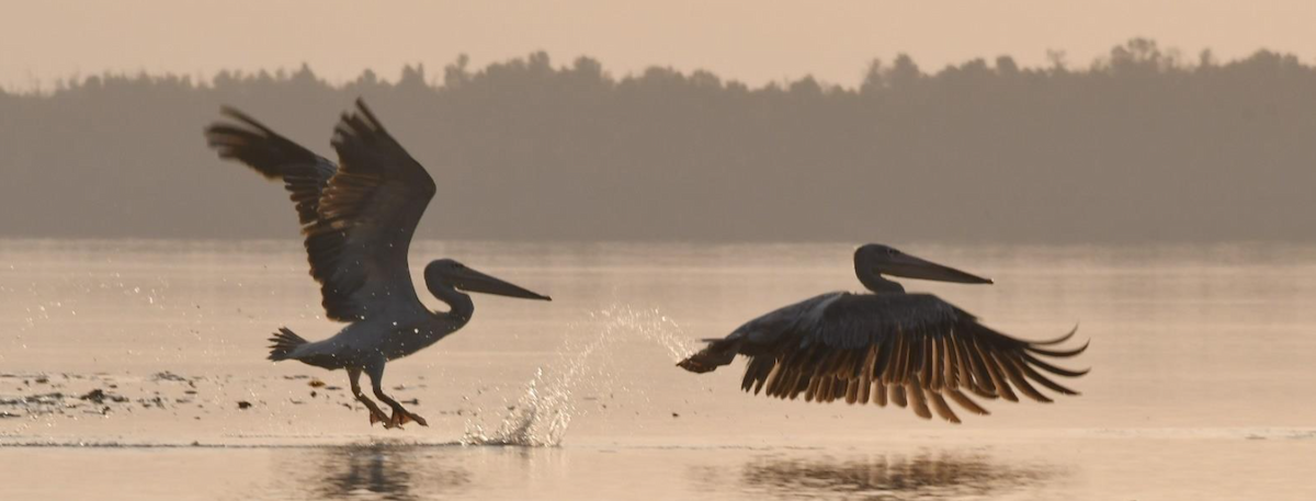 Pélican gris - ML644509662