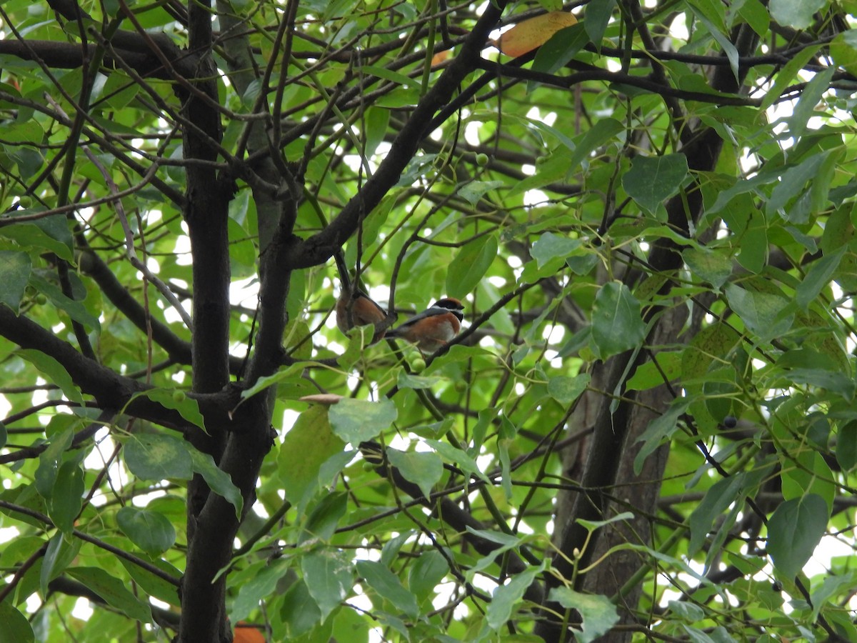 Black-throated Tit (Black-throated) - ML644509665