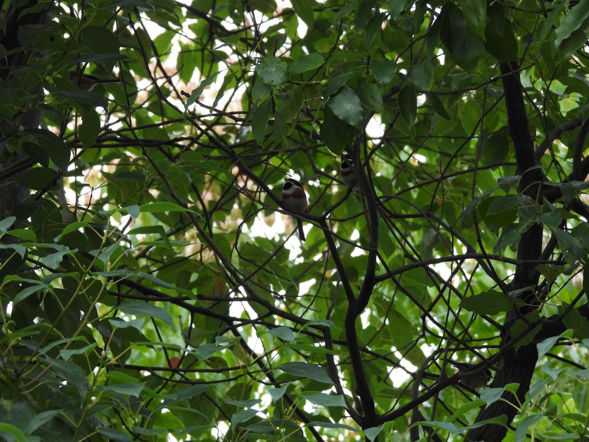 Black-throated Tit (Black-throated) - ML644509666