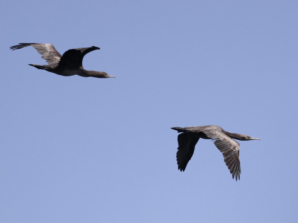 arabiaskarv - ML644509667