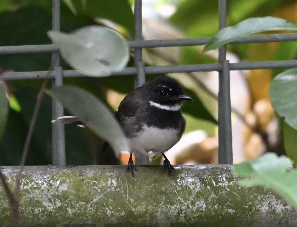 Malaysian Pied-Fantail - ML644509672