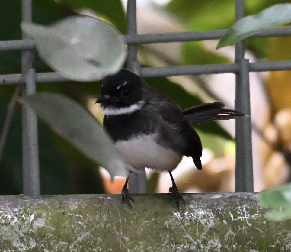 Malaysian Pied-Fantail - ML644509673