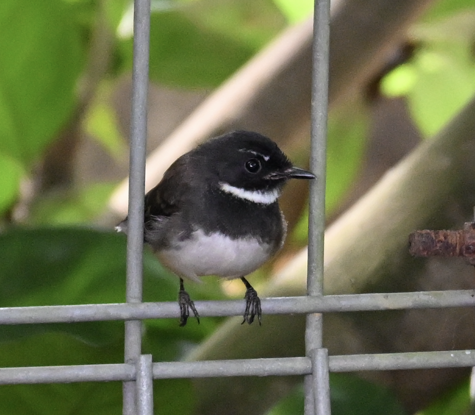 Malaysian Pied-Fantail - ML644509674