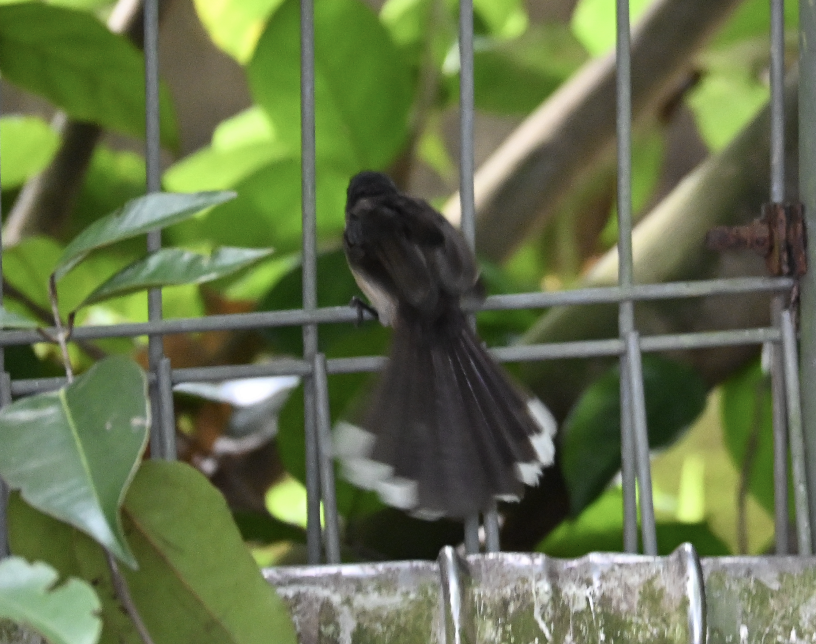 Malaysian Pied-Fantail - ML644509675