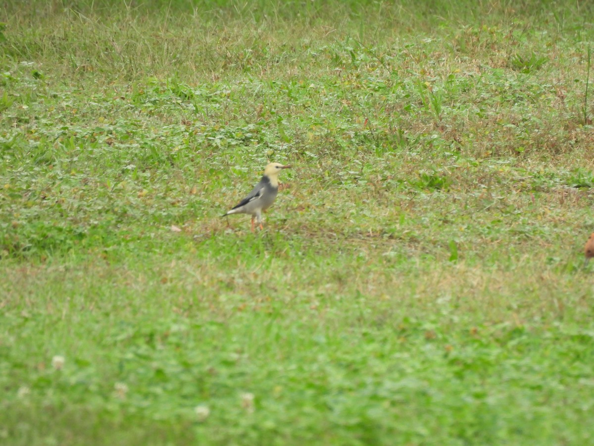 silkestær - ML644509677