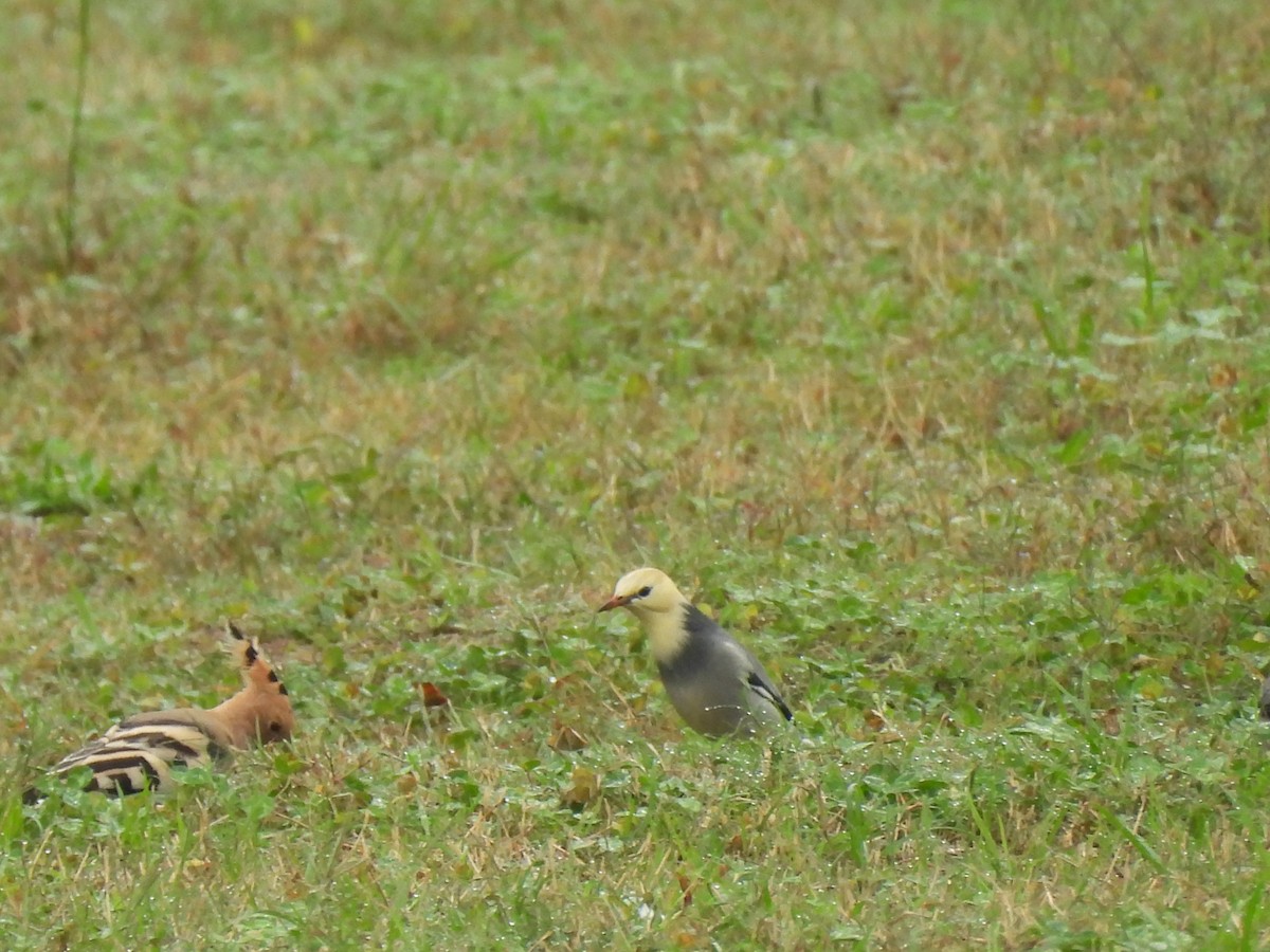 silkestær - ML644509678