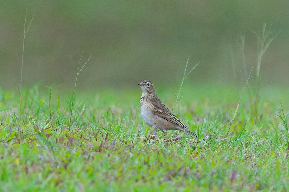 Paddyfield Pipit - ML644509686