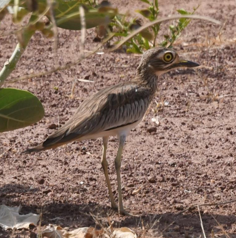 コイシチドリ - ML644509690